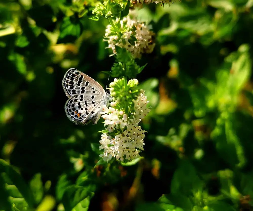 approche-globale-naturopathie